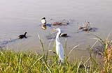 Great White Heron Port Aransas 2022